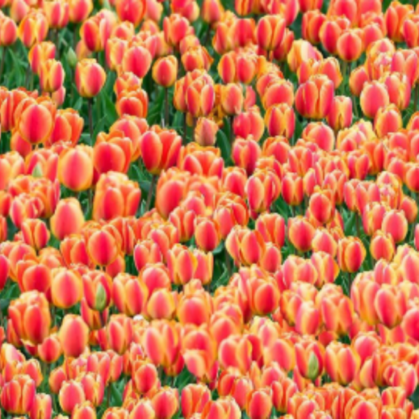 Rode tulpen digitale stof